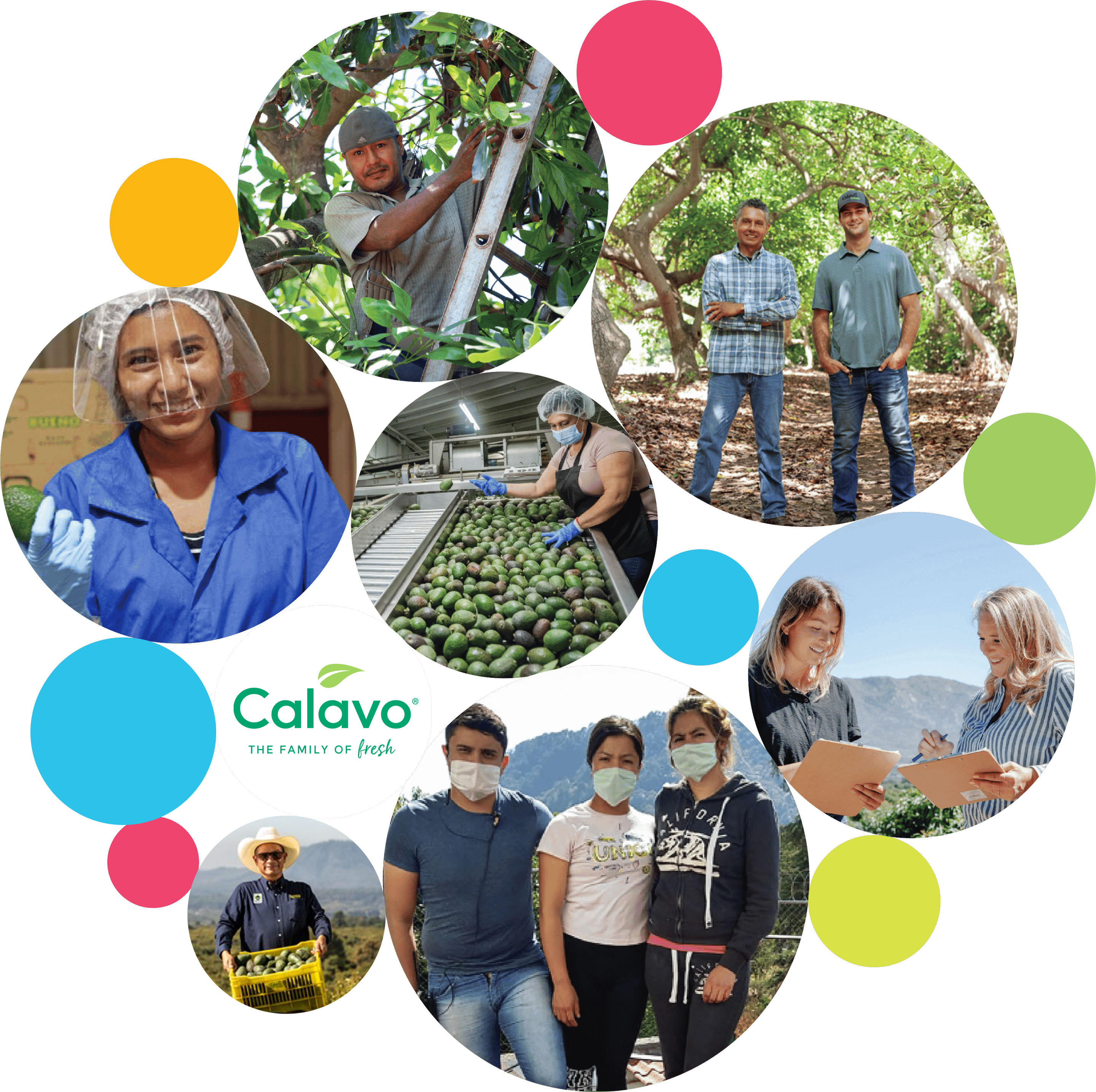 calavo-growers-fruits-vegetables-our-people