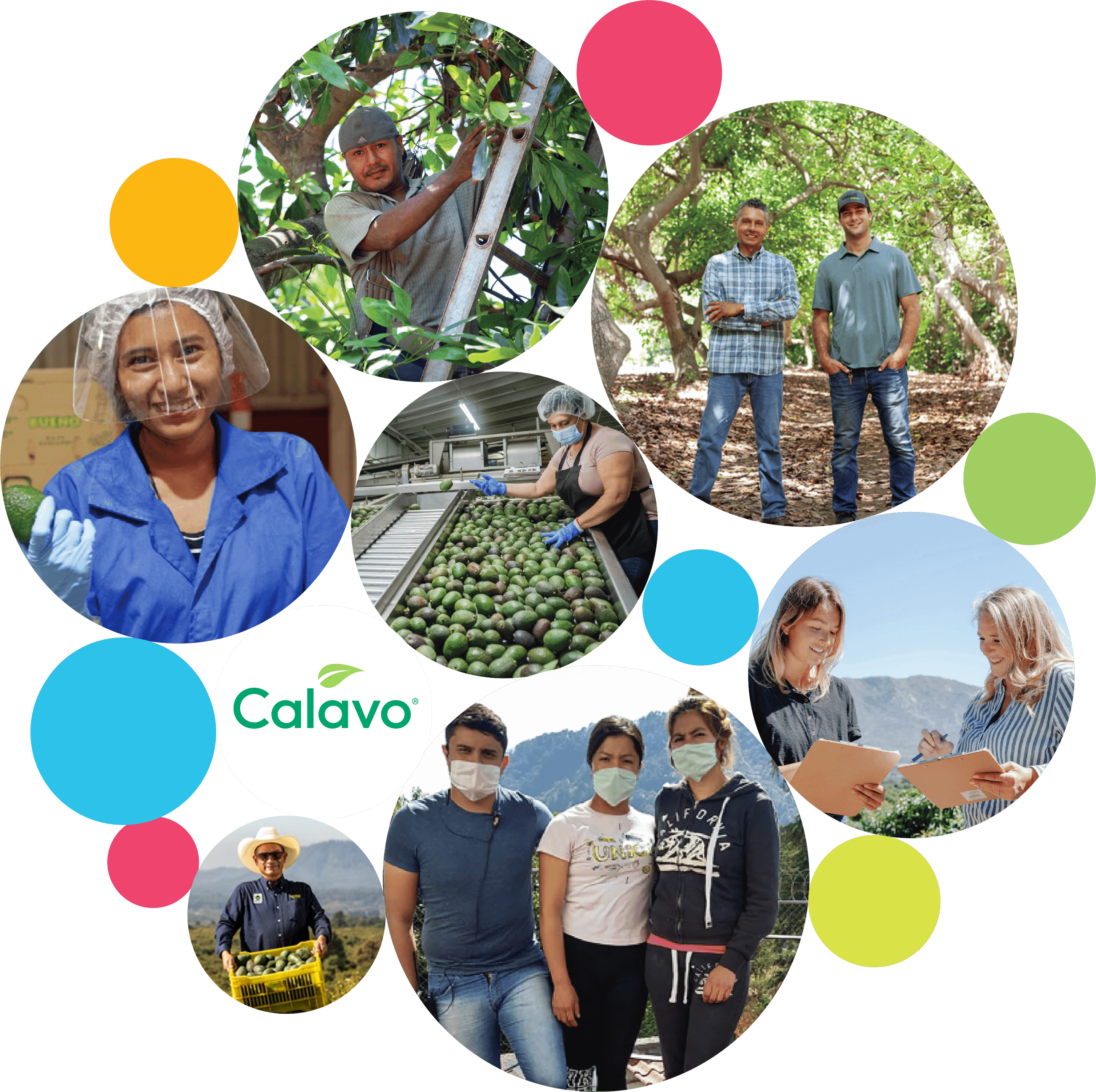 Collage of team photos from Calavo